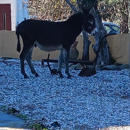 הוילה פורטלגרה Casa Janeiro Alentejo מראה חיצוני תמונה