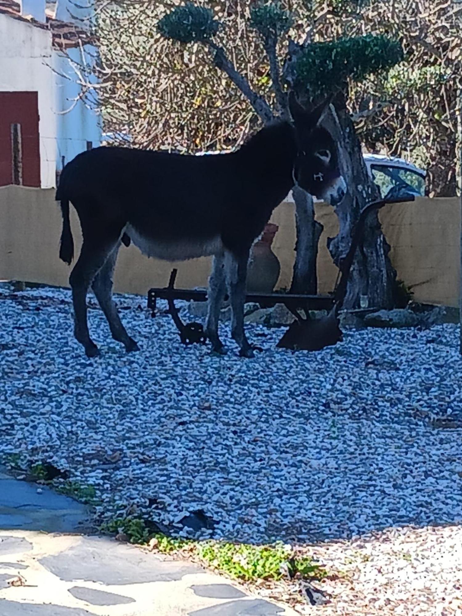 הוילה פורטלגרה Casa Janeiro Alentejo מראה חיצוני תמונה